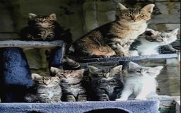 Mixed Breed cats for sale: Beautiful kittens looking for forever homes!! - Image 7