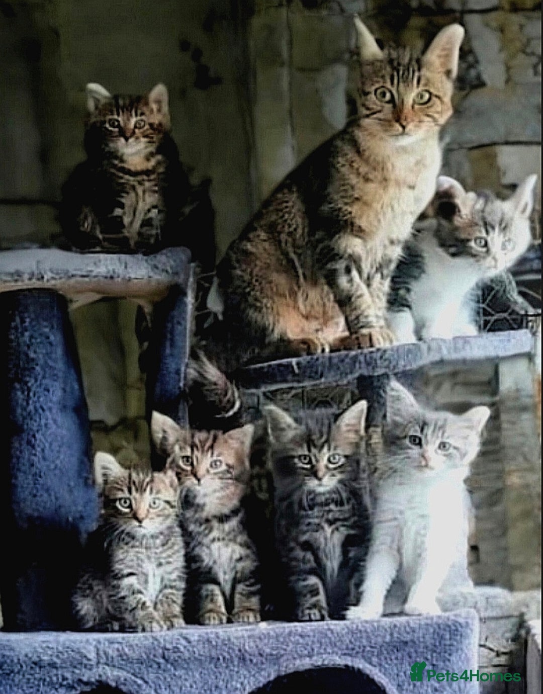Mixed Breed cats for sale: Beautiful kittens looking for forever homes!! - Image 7