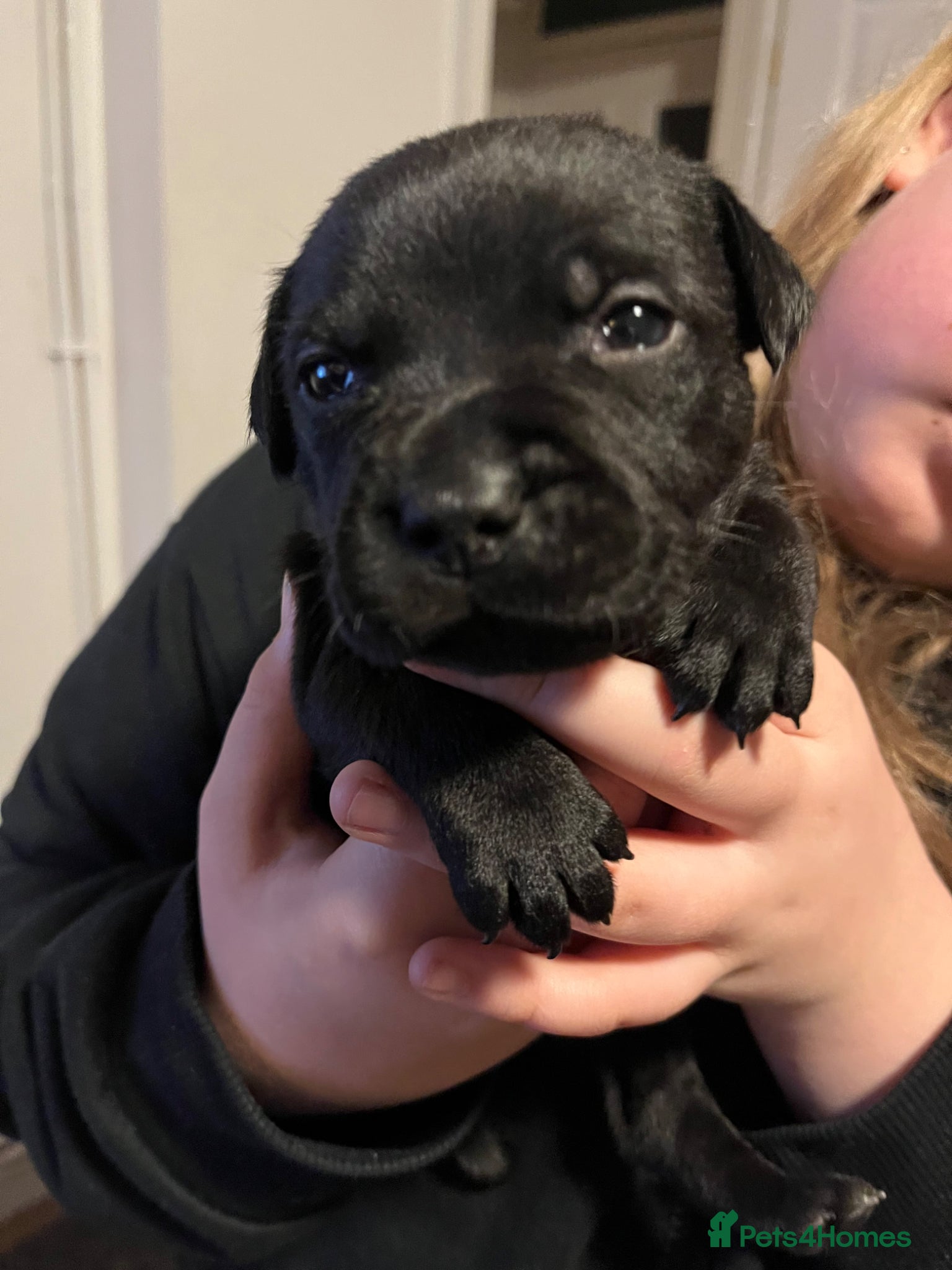 Staffordshire Bull Terrier dogs Black/blue staffy pups - Advert 4