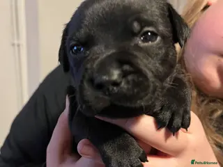 Staffordshire Bull Terrier dogs Black/blue staffy pups - Advert 4