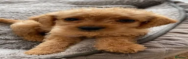 Eve 