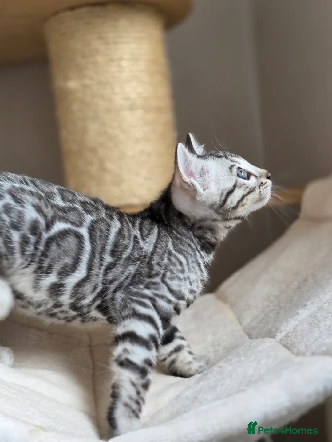 Bengal cats for sale: Gorgeous Rosetted Bengal Kittens  in Congleton - Advert 18