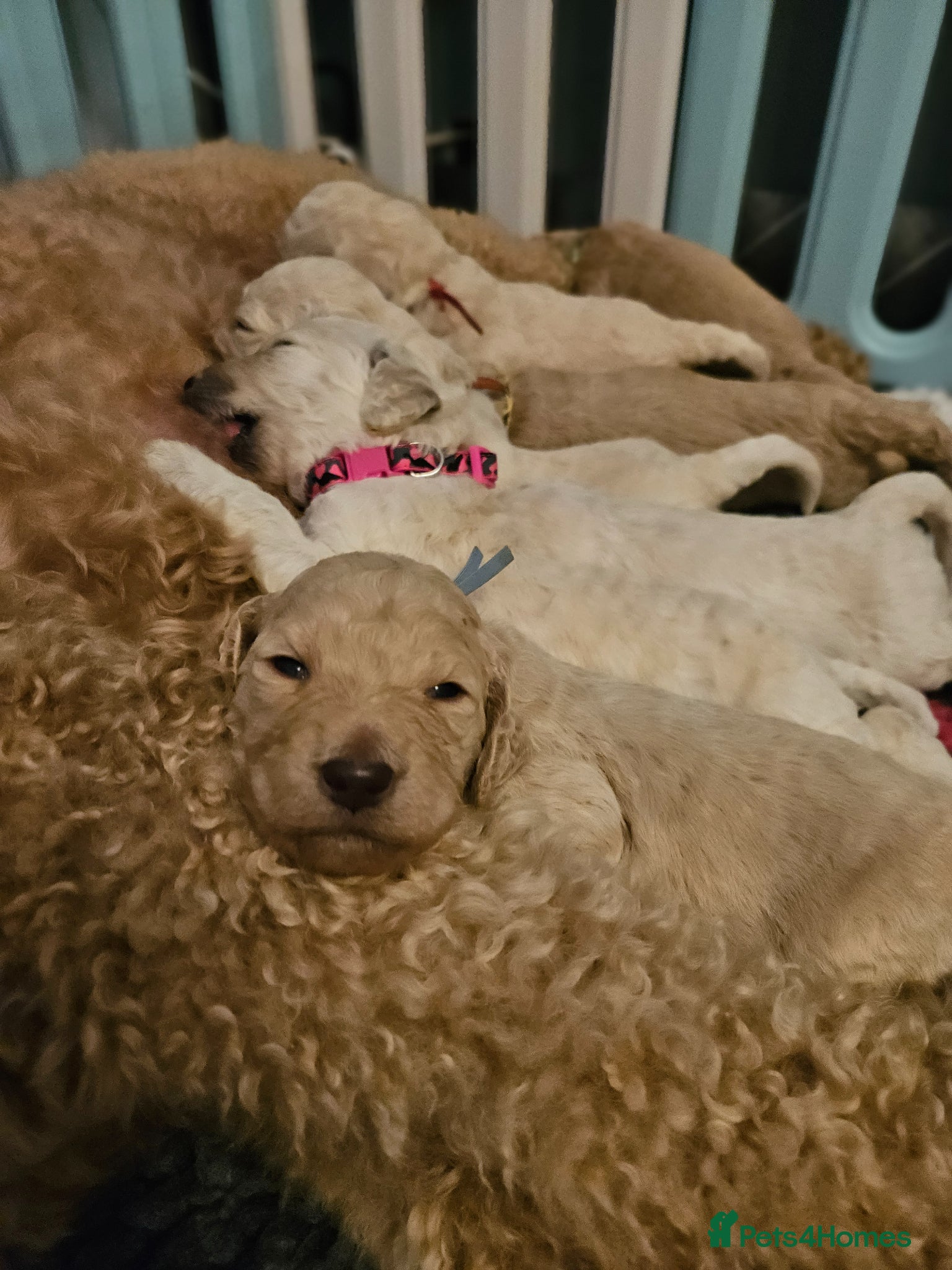 Standard Poodle dogs for sale: Kc Standard poodle puppies  - Advert 1