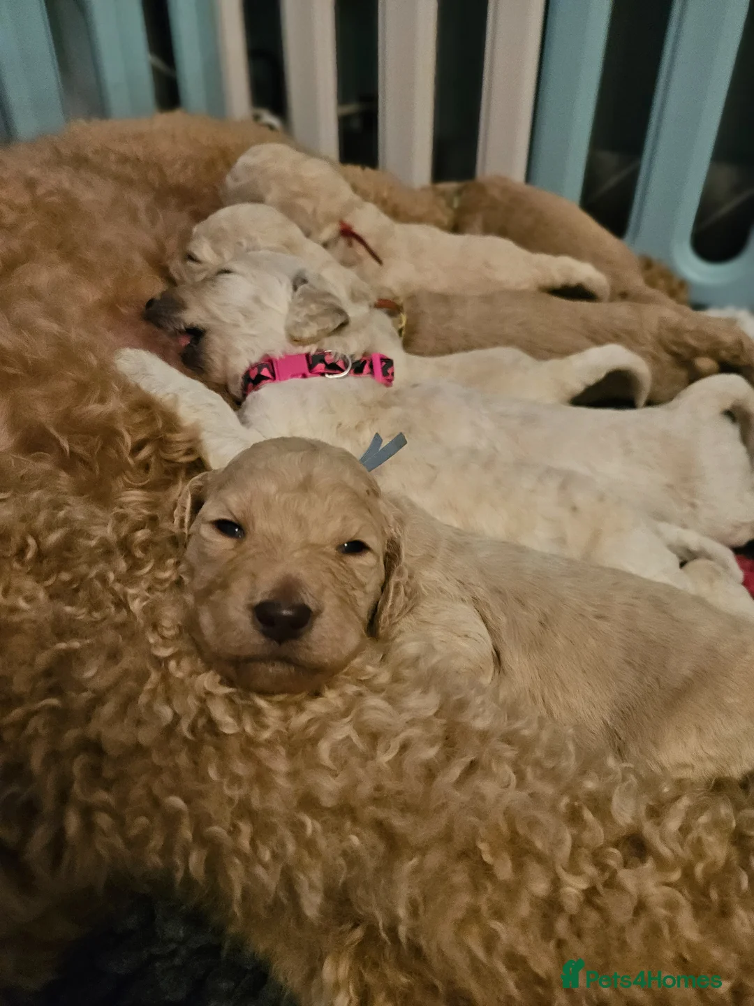Standard Poodle dogs for sale: Kc Standard poodle puppies  - Advert 1