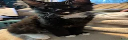 Ragcoon cats for sale: Only 2 beautiful boy Ragcoon's left  - Advert 3