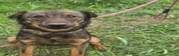 Mixed Breed dogs for adoption: Reim! - Advert 3