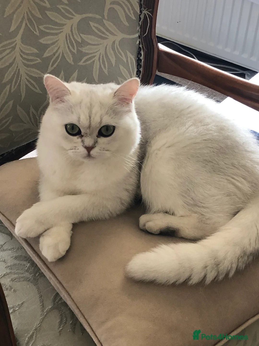 Exotic cats for sale: Very calm exotic  - Advert 4