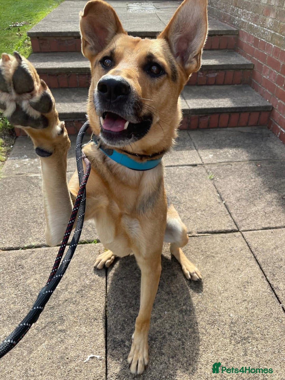 Mixed Breed dogs for adoption: Stunning Alfonz ready for love - Image 1