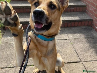 Mixed Breed dogs - Advert 35