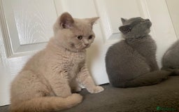 British Shorthair cats for sale: GCCF Active Championship line Blue & Lilac Kittens - Image 29