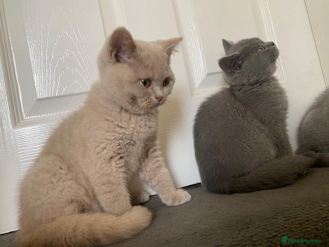 British Shorthair cats for sale: GCCF Active Championship line Blue & Lilac Kittens - Image 29