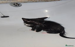 Mixed Breed cats for sale: 8 Kittens looking for their forever homes! - Image 6
