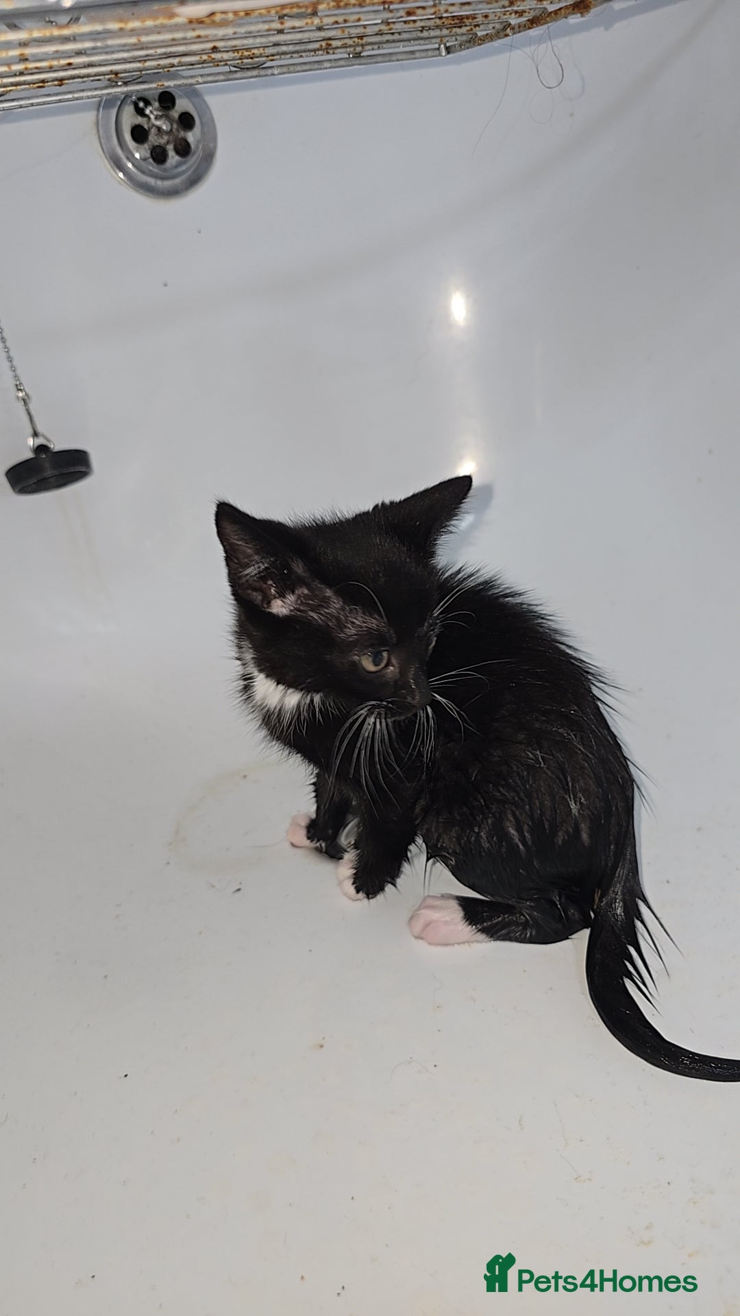Mixed Breed cats for sale: 8 Kittens looking for their forever homes! - Image 6
