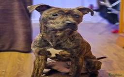 Mixed Breed dogs for sale: Mastiff for sale called dave - Image 1