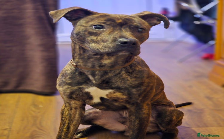 Mixed Breed dogs - Advert 1