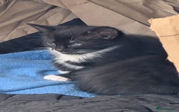 Mixed Breed cats for adoption: rescue kittens need forever homes - Image 2