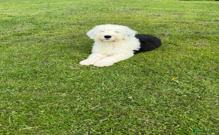 Old English Sheepdog dogs - Advert 1