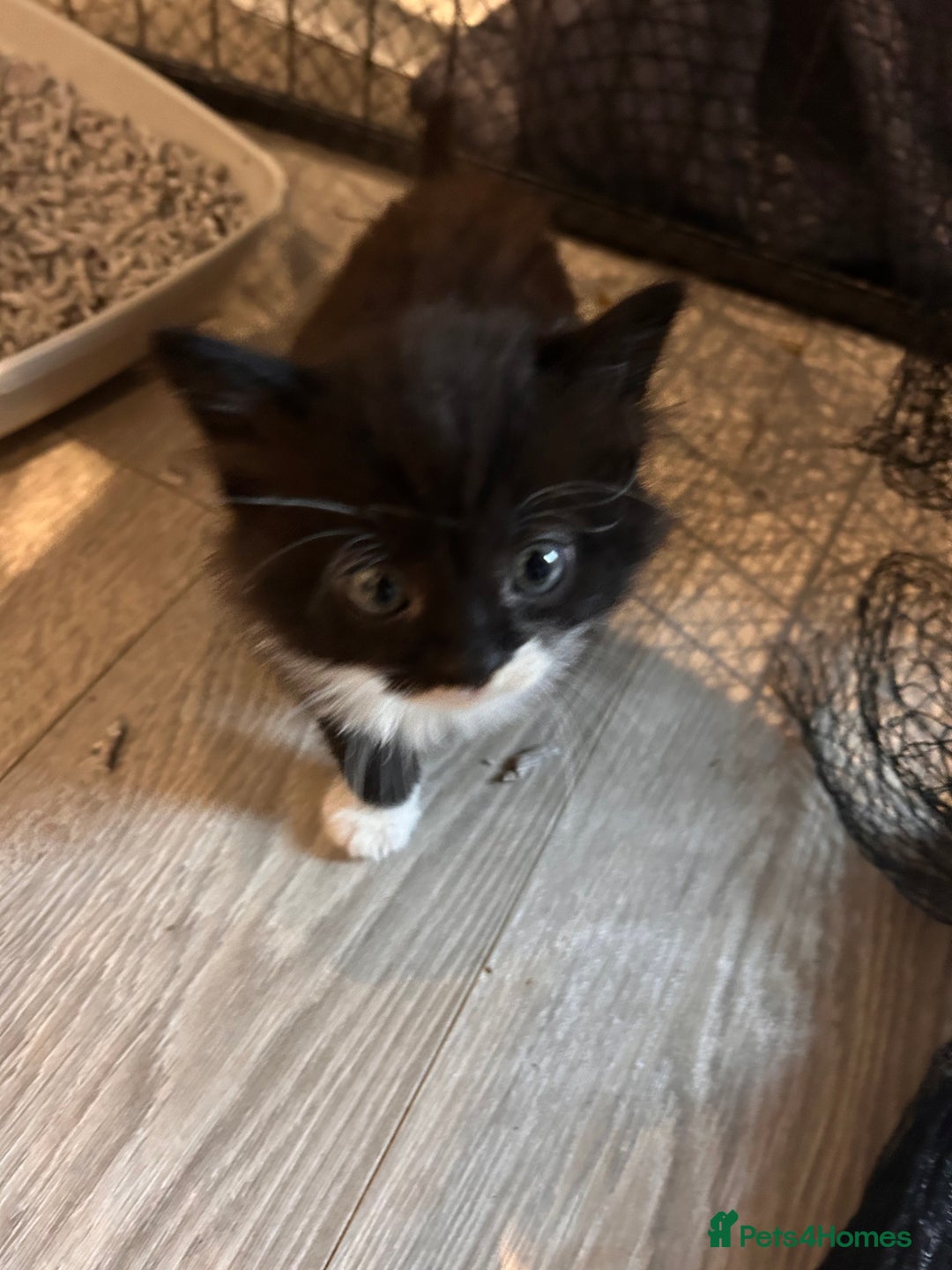 Mixed Breed cats for sale: Kittens for forever homes - Image 2