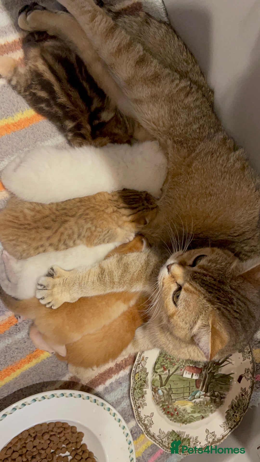 British Shorthair cats for sale: British shorthairs  - Advert 3