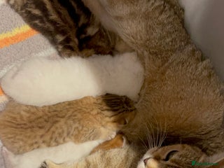 British Shorthair cats British shorthairs - Advert 3