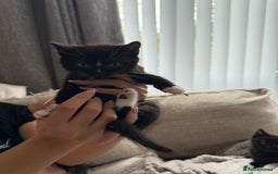 Mixed Breed cats for sale: Half british shorthair kitten - Image 5