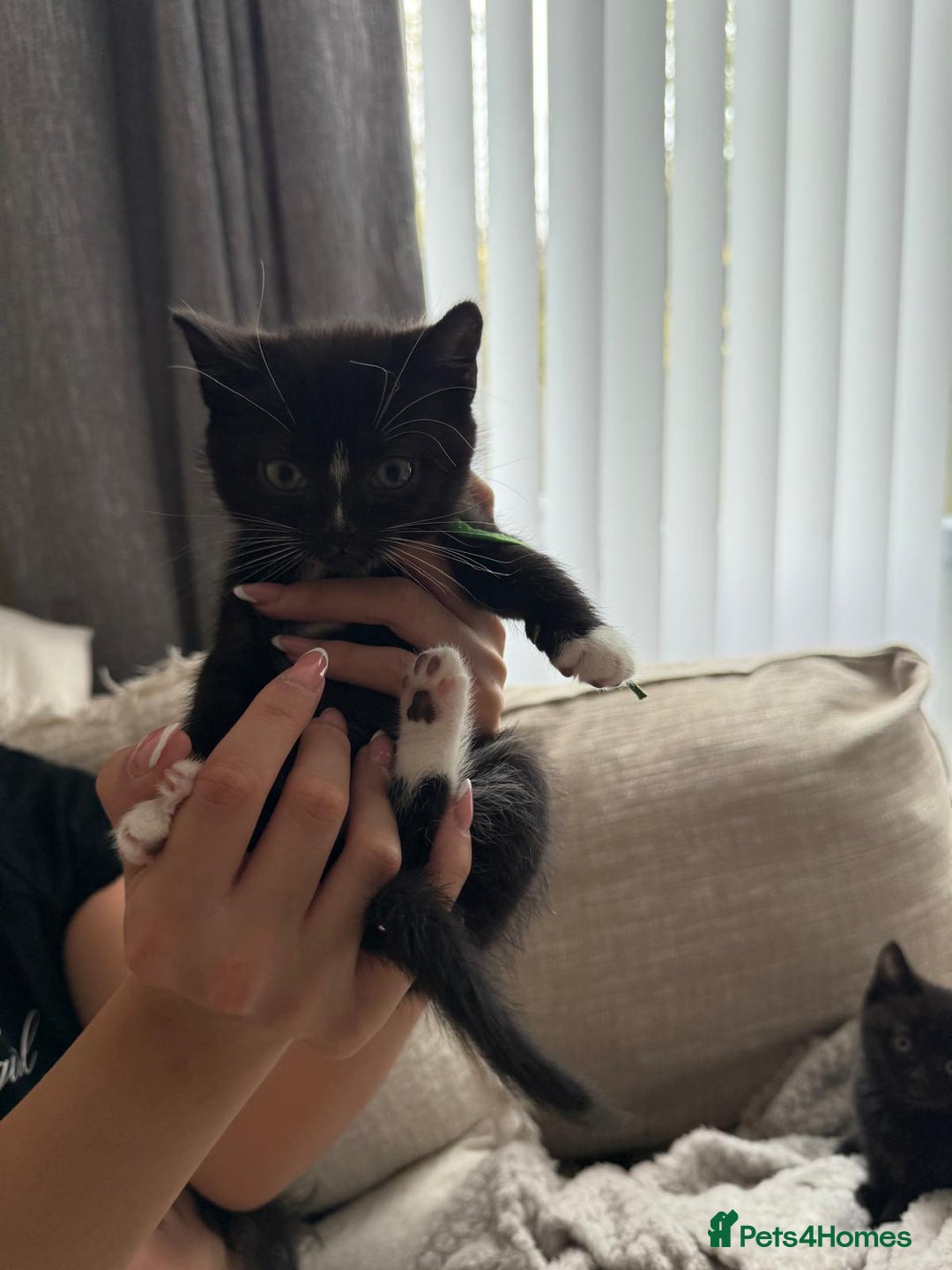 Mixed Breed cats for sale: Half british shorthair kitten - Image 5