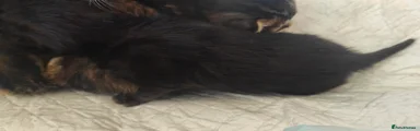 Black Female 