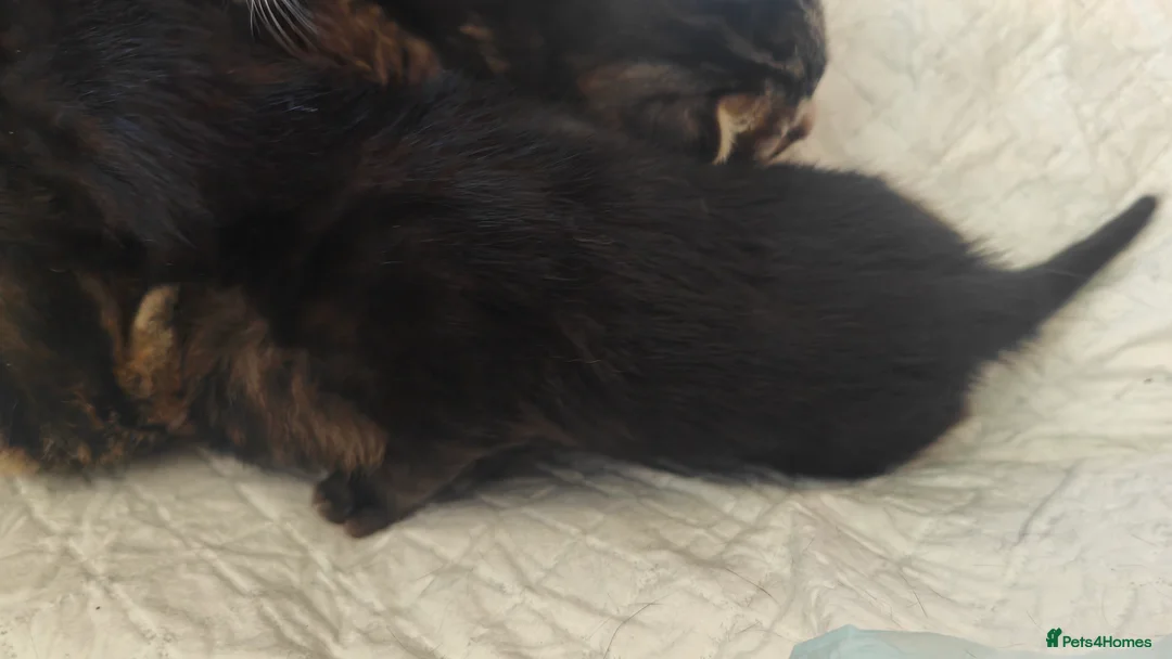 Mixed Breed cats for sale: Half Bengal kittens - Advert 2