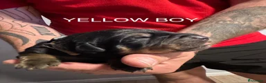 Rottweiler Puppy 2