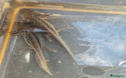 Other/Mixed Breed fish for sale: Axolotl - Image 3