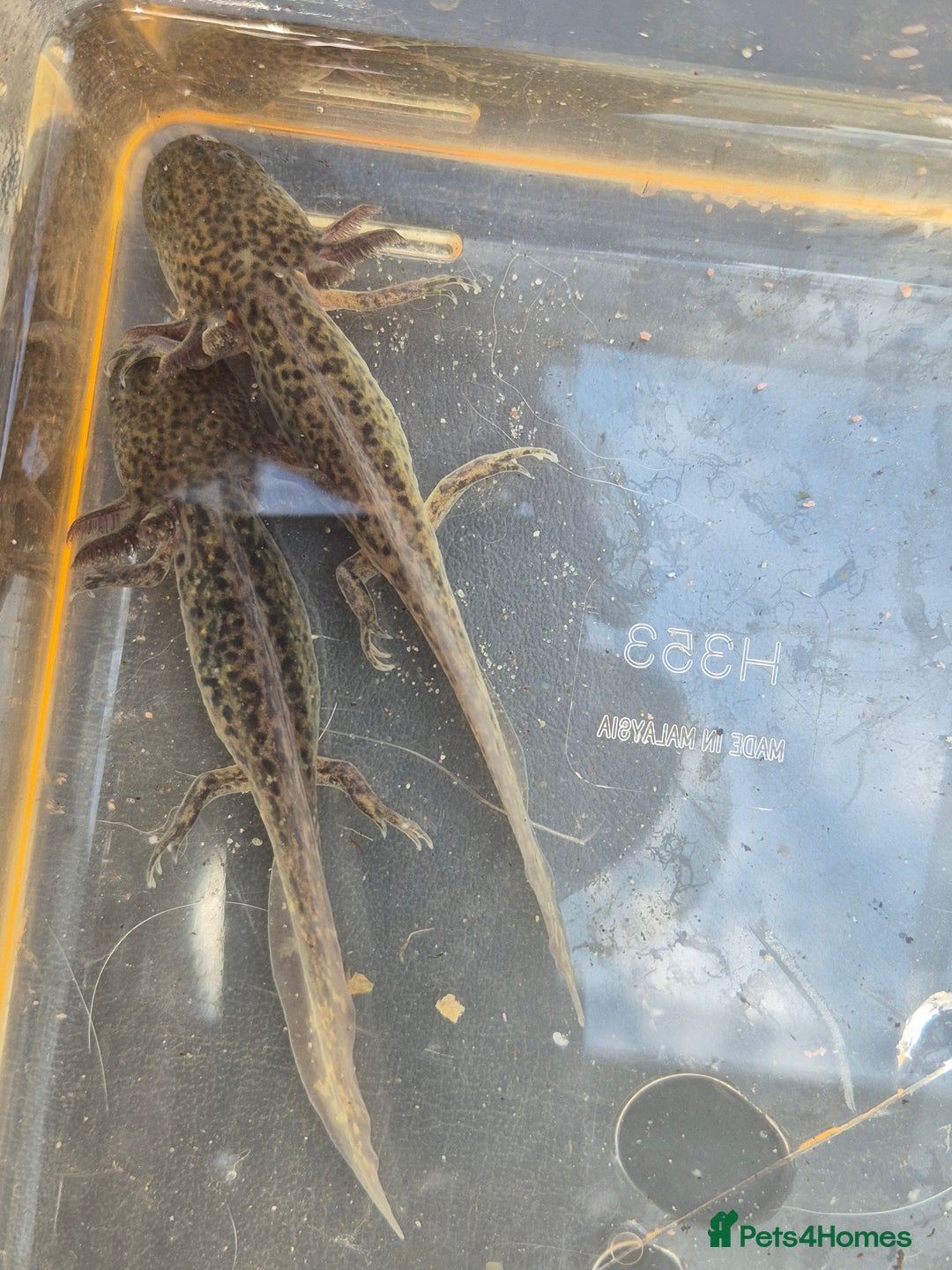 Other/Mixed Breed fish for sale: Axolotl - Image 3