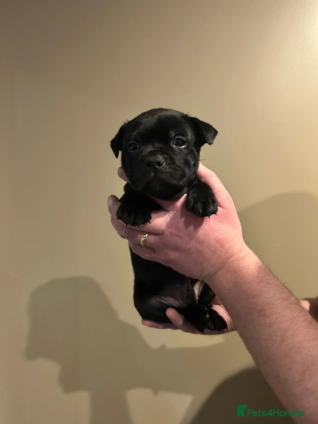 Staffordshire Bull Terrier dogs for sale: Blue and black staff puppies  - Advert 8