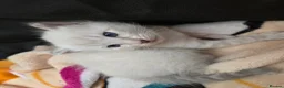 Bengal cats for sale: 🌟 LAST 2 !!  Stunning seal lynx (snow) - Advert 23