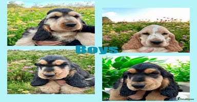 Cocker Spaniel dogs in Gainsborough - Advert 15