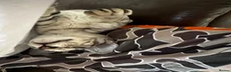 Mixed Breed cats for sale: CROSSED PETERBALD ✅✅✅ - Advert 17