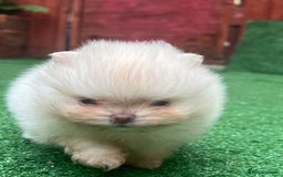 Pomeranian dogs for sale: Pomeranian toy  - Image 24