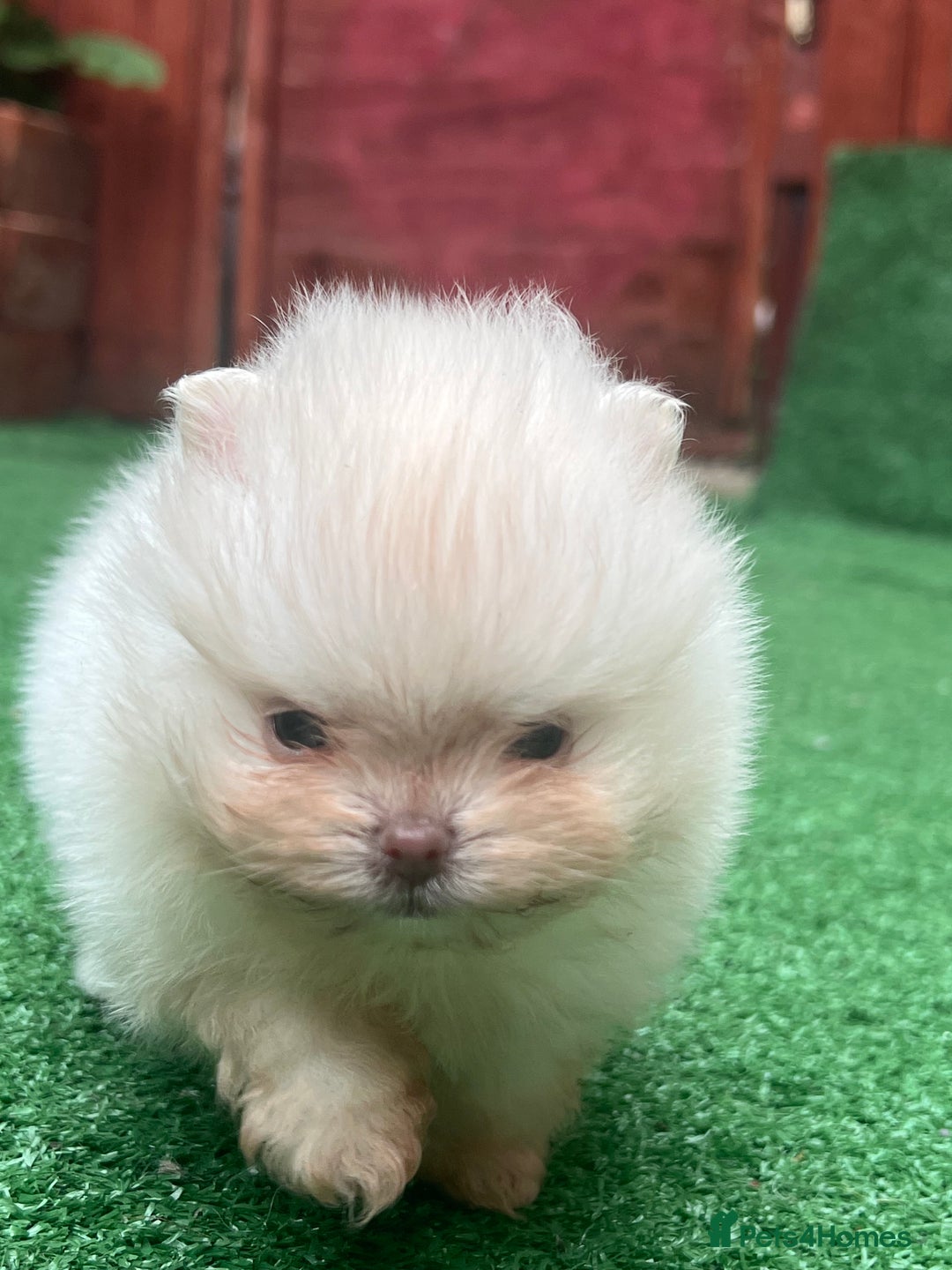 Pomeranian dogs for sale: Pomeranian toy  - Image 24