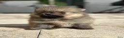 Pomeranian dogs for sale: Tiny Pom Puppies - Advert 25