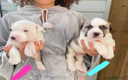 Mixed Breed dogs for sale: Gorgeous Presa X Doberman only 7/10 remaining!! - Image 5