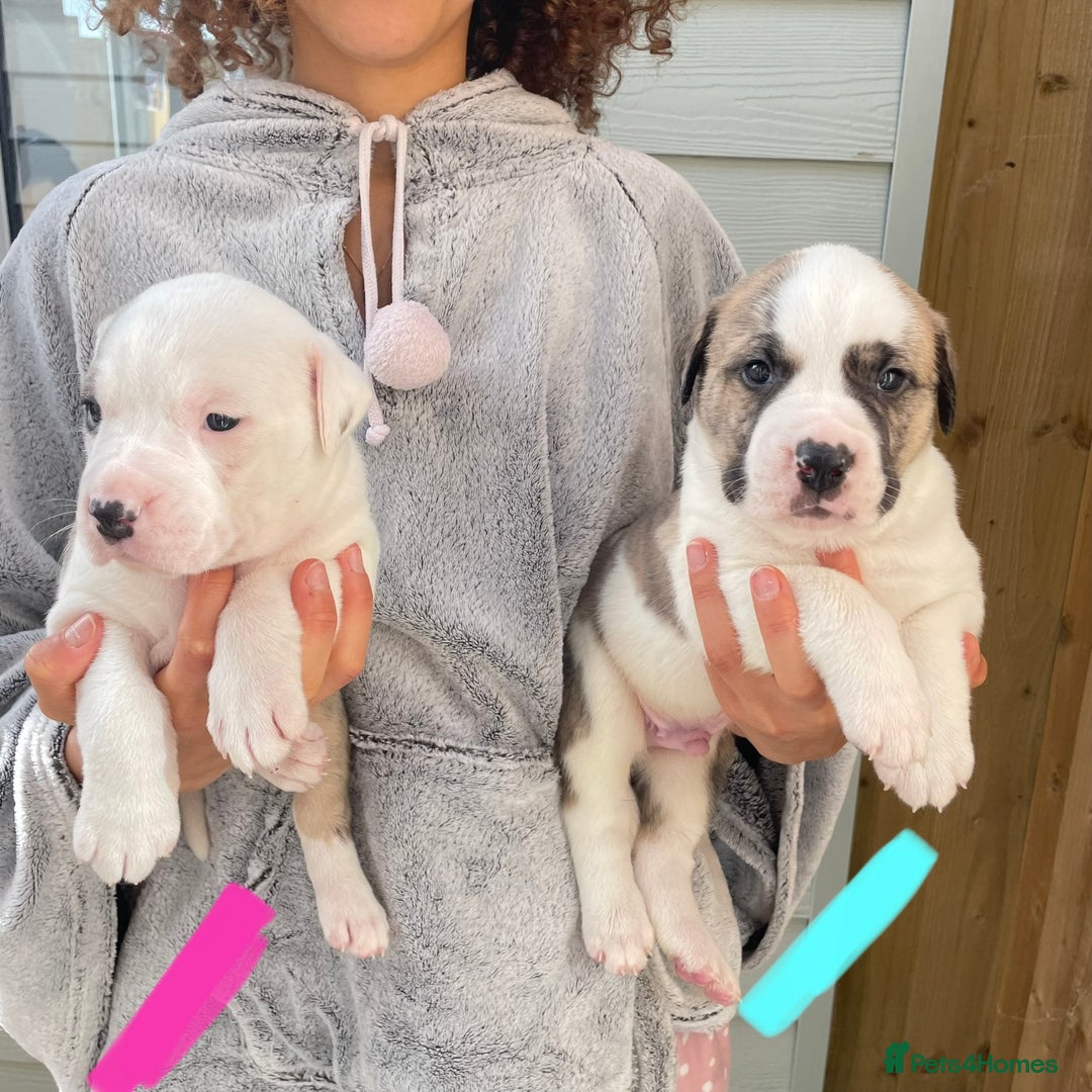 Mixed Breed dogs for sale: Gorgeous Presa X Doberman only 7/10 remaining!! - Image 5