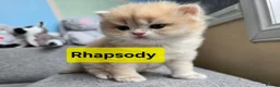 British Shorthair cats for sale: Pedigree golden British shorthair  - Advert 32