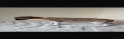 Whippet dogs for sale: Beautiful KC Registered Whippet pups for sale in Whitehaven - Advert 11
