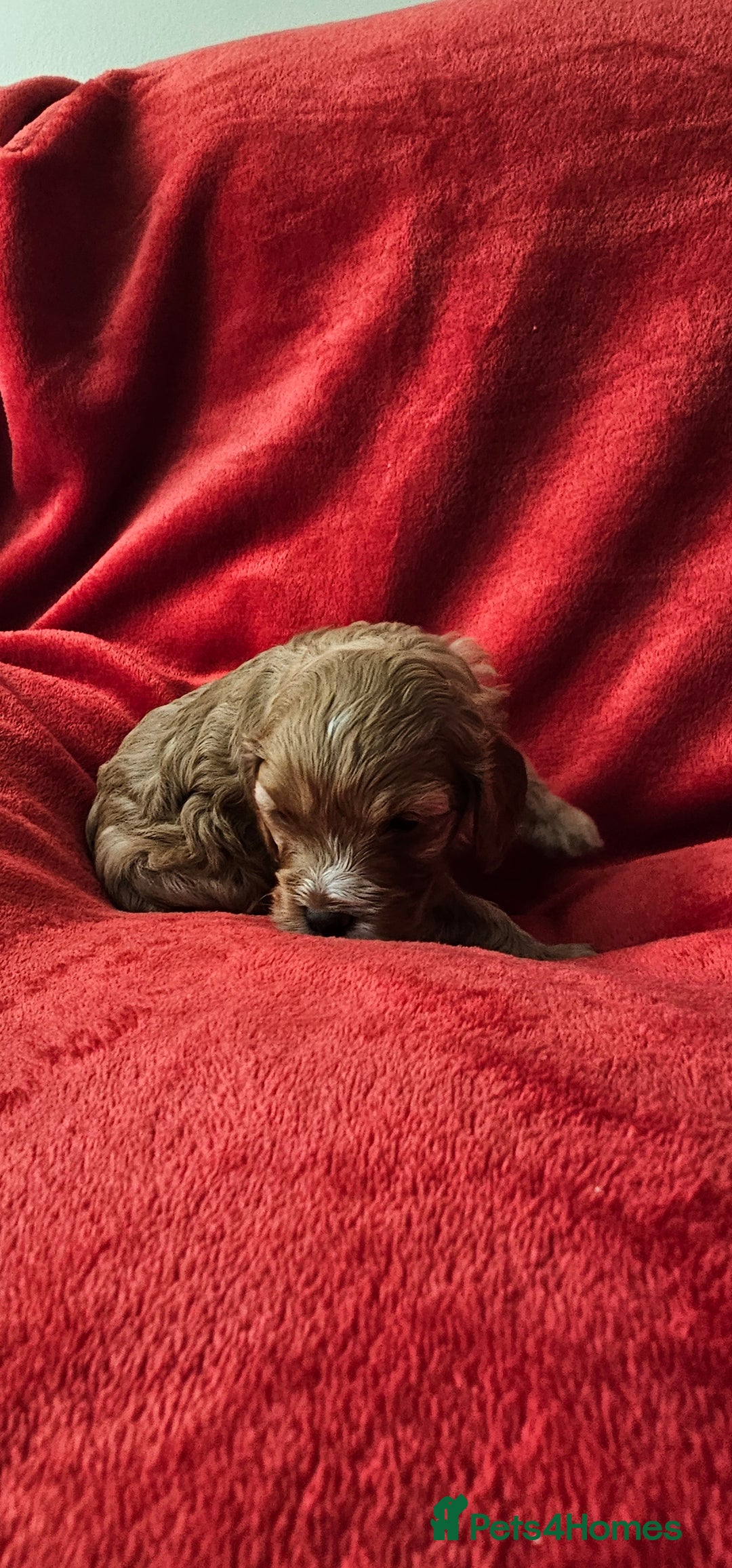 Cavapoo dogs for sale: Cavapoo male for sale. - Image 4