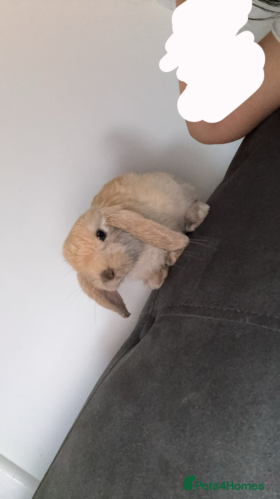 Mini Lop rabbits for sale: Mini lop female  - Image 2