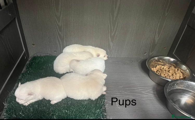 Japanese Spitz dogs - Advert 1