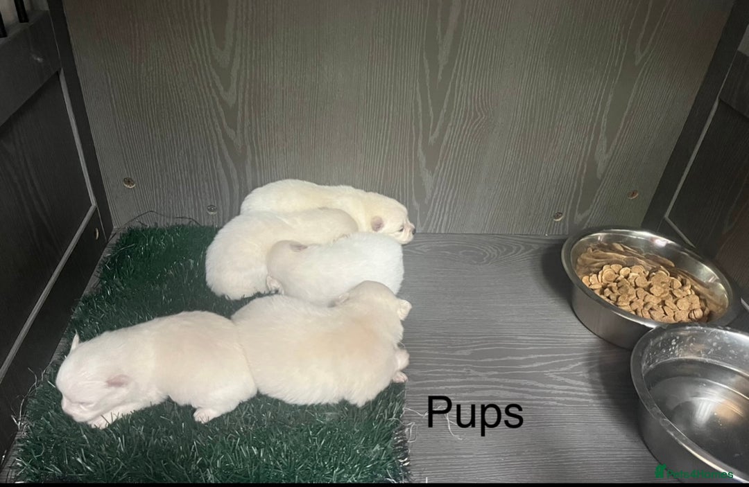 Japanese Spitz dogs for sale: Beautiful Japanese Spiltz - Image 1
