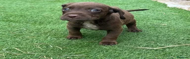 Mixed Breed 1