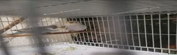 Budgerigars birds for sale: Bfbw budgie - Advert 8