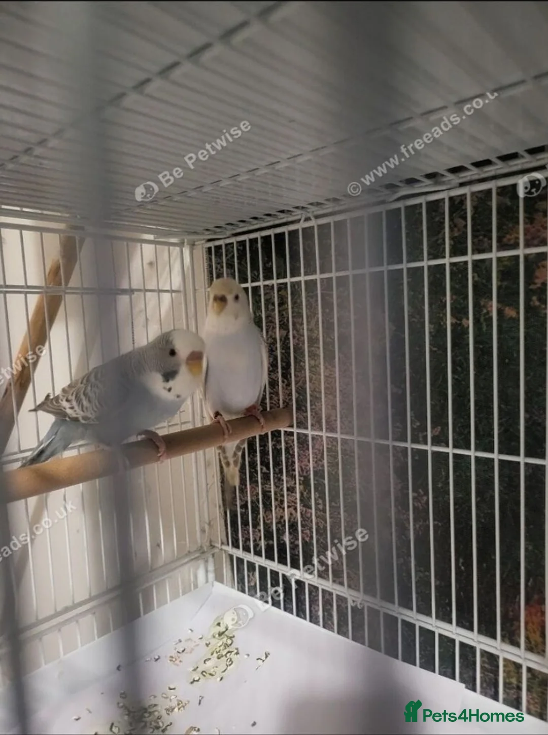 Budgerigars birds for sale: Bfbw budgie - Advert 8