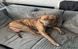 Mixed Breed dogs for sale: Beautiful loving dog in need of forever home - Advert 3